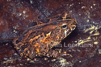 : Bufo camerunensis