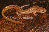 : Eurycea bislineata; Two-lined Salamander