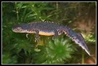 : Mesotriton alpestris; Alpine Newt