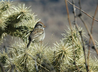 : Aimophila carpalis; Rufous-winged Sparrow