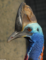 : Casuarius casuarius; Double-wattled Cassowary