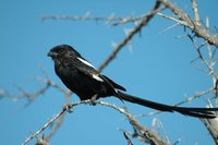 : Corvinella melanoleuca; Magpie Shrike