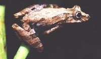 : Scinax hiemalis