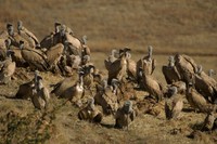 : Gyps coprotheres; Cape Vulture