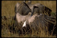 : Gyps africanus; African White-backed Vulture