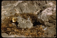 : Larus livens; Yellow-footed Gull