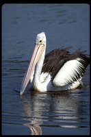 : Pelecanus conspicillatus; Australian Pelican