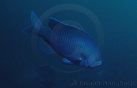 : Chromis punctipinnis; Blacksmith;