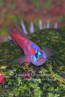 : Lythrypnus dalli; Catalina Goby