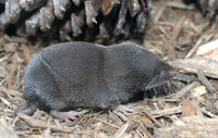 : Blarina brevicauda; Northern Short-tailed Shrew