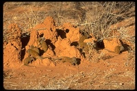 : Helogale parvula; Dwarf Mongoose