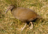 : Tricholimnas sylvestris; Lord Howe Island Wood Hen