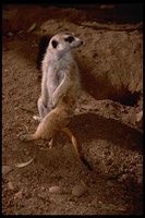 : Suricata suricatta; Gray Meercat
