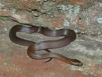 : Cacophis squamulosus; Golden-crowned Snake