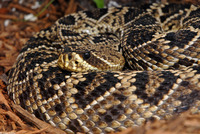 : Crotalus adamanteus; Eastern Diamondback Rattlesnake