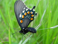 : Battus philenor; Pipevine Swallowtail