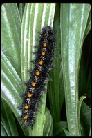 : Euphydryas editha bayensis; Bay checkerspot butterfly