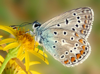 : Polyommatus icarus; Common Blue