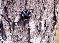 : Phidippus audax; Jumping Spider