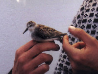 Semipalmated Sandpiper, Calidris pusilla