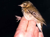 Olive-backed Pipit, Anthus hodgsoni