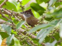 Grey-cheeked Bulbul Scientific name - Criniger bres