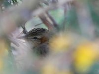 Pallas's Grasshopper Warbler. Photo © A. Braunlich