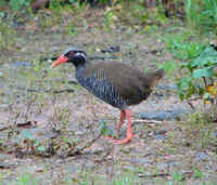 An Okinawa Rail photographed during a FONT tour on Okinawa