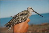 Asian Dowitcher (Limnodromus semipalmatus)