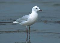 Slender-billed Gull (Larus genei)