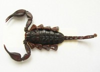 Euscorpius italicus