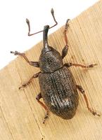 Notaris acridula