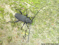 Ropalopus macropus