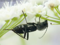 Chlorophorus sartor