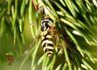 Dasysyrphus albostriatus