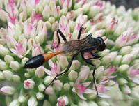 Ammophila sabulosa - Red-banded Sand Wasp