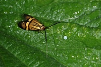 Nemophora degeerella