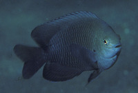 Pomacentrus tripunctatus, Threespot damsel: fisheries