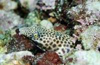 Quassiremus nothochir, Smallfish snake-eel: