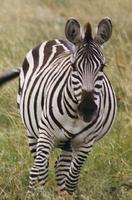 Image of: Equus burchellii (Burchell's zebra)