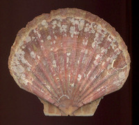 Pecten maximus - Escallop