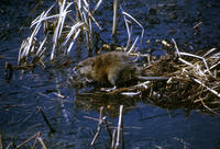 Image of: Ondatra zibethicus (muskrat)