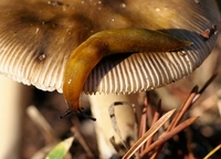 Malacolimax tenellus