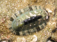 Chiton olivaceus