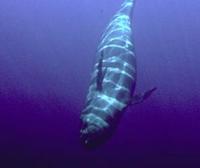 Image of: Pseudorca crassidens (false killer whale)