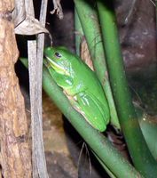 Litoria infrafrenata - Giant Tree Frog