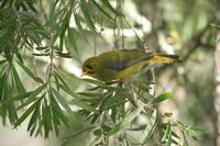 Manorina melanophrys - Bell Miner