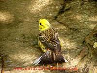 Emberiza citrinella - Yellowhammer