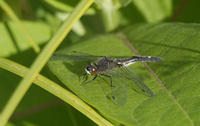 Image of: Leucorrhinia intacta