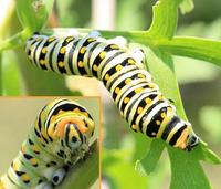 Image of: Papilio polyxenes